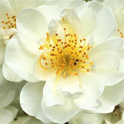 Focus "Ipersensibilità"